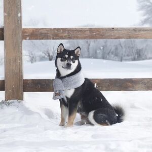 Koolaburra by Ugg Cooper Pet Scarf Wild Dove - Medium